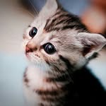 Cat Lovers Club(@catloversclub)'s profile avatar