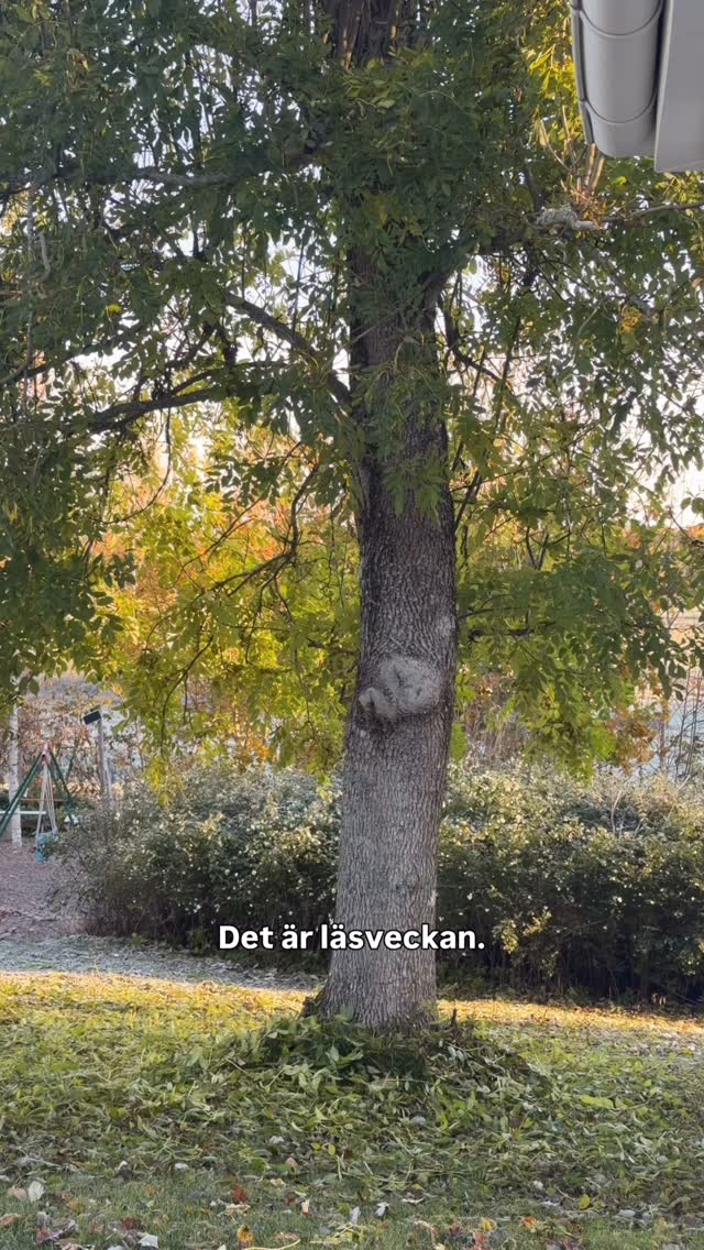 LÄSVECKA 📖 även om det bara är några minuter per dag, så gör det skillnad! Här kommer lite lästips:Yngre barn: - Hitta bokstäver i vardagen, varje dag, och gör det lekfullt! 🥰 T ex ett underlägg med bokstäver vid maten, leta kompisarnas bokstäver på en skylt etc- Försök att ljuda alla bokstäver, ljuda det som man läser det, det kommer förenkla när det är dags att knäcka läskoden 📖 - Läs mycket för barnen och ha böckerna lättillgängliga. Det sätter både vanan och utvecklar deras ordförråd! Äldre barn:- Lägg bort telefonen och läs framför barnen, barn gör som vi gör, inte som vi säger 🤝🏼 klyschigt men sant! - Häng med i ditt barns bok och fråga frågor! Det hjälper med läsförståelsen och blir en gemenskap 🤍- Vi köpte små läslampor till barnen, började lägga de tidigare och varje kväll ”tjuvläser” de en liten stund när de egentligen borde sova. Perfekt för nedvarvning och det blir något positivt, lite busigt! - Läsvaluta efter nivå för att kicka igång läsningen. Vi började enkelt med läs x antal sidor och få x. Nu får de något för varje bok de läst ut efter sin nivå! Och en ny bok 📕 Frågar barnen efter något de vill ha? Läs en bok! Kommer hålla fast vid detta läääänge. Lycka till med läsningen ❤️ by @alexandrabring
