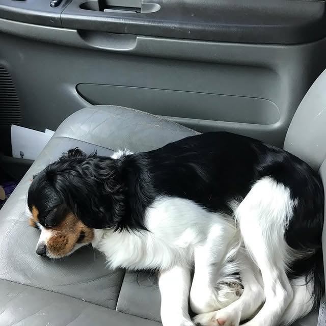 He had a long at At the pet ER so glad he is ok! Love this dog so much! by @ryancedwards85