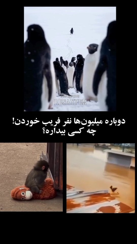 در این یکی دو ماه اخیر همزمان سه تا ویدیو پشت سر هم به صورت جهانی وایرال شدن؛ هر کدوم یه حیوان متفاوت بودن؛ ولی پیامشون مشترک بود. تو همه ویدیوها به وضوح نشون داده میشد که انسان‌ها هیچ دخالتی در روند این حیوانات ندارن؛حالا هدف از وایرال کردن چیه؟الان میگم.در واقع تو ضمیر ناخودآگاه آدم‌ها میکارن که شما هیچ کاره‌اید و هیچ قدرت واقعی ندارید. اینجوری وقتی نقشه‌هاشون رو بخوان اجرا کنن؛مردم از قبل ثبت شدن که کاری نتونن بکنن و جلوی سیستم رو نمیگیرن.عجیبه که یکی از این ویدیوها(پنگوئن)بُرشی از مستند مال ۱۹ سال پیش بود و الان همزمان با بقیه وایرال شده؛یعنی سیستم میتونه گذشته و حال رو با هم به جریان بیاره تا پیامشون قوی‌تر منتقل بشهاز نظر من همه این ویدیوها باعث شدن احساسات جمعی مردم تحریک بشه؛ غم؛ اضطراب؛سرخوردگی و... وقتی همه این حس‌ها جمع میشن یه جور سوخت روانی درست میشه که سیستم بزرگ‌تر ازش استفاده میکنهیعنی وقتی فرکانس مردم بالا میره ذهن جمعی واکنش‌پذیر میشه؛ منطق عقب میره و احساسات وارد عمل میشن. اینجاست که مرحله بعدی راحت اجرا میشه؛چه آشوب؛ چه بحران؛ چه تغییرات اجتماعی یا سیاسیوقتی فرکانس آماده شد بحران‌های جهانی؛ تغییرات سیاسی؛آشوب‌ها و موج بعدی سناریوهای کنترلی خیلی راحت اجرا میشن چون ذهن جمعی مردم قابل پیش‌بینی و کنترل شده. by @resayper