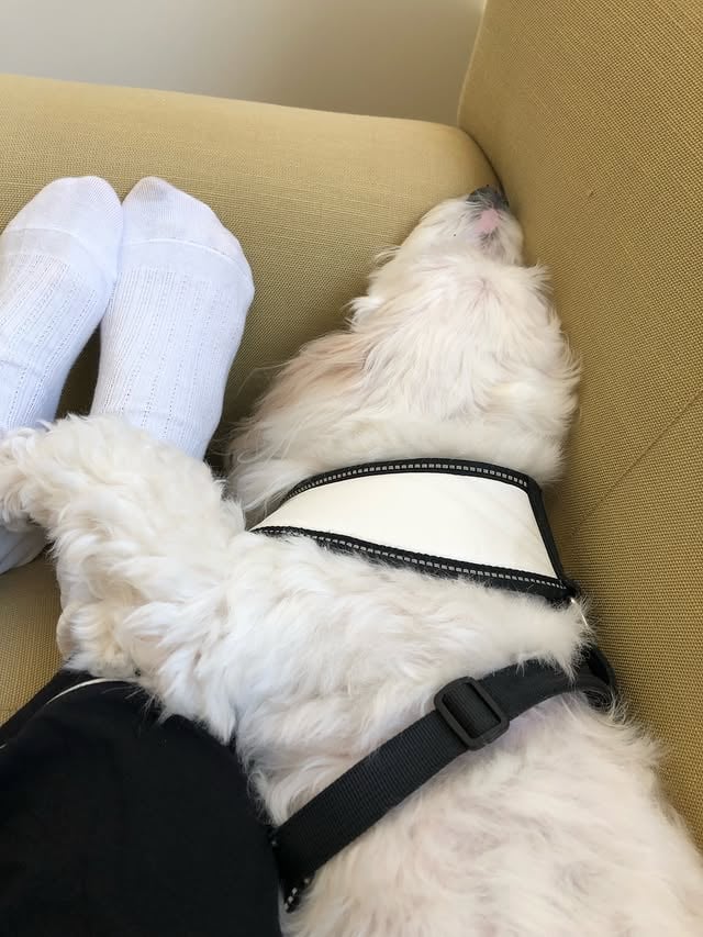 A foggy Sunday morning with a cup of Earl Grey tea, The NY Times & Maggie hugging my leg in her sleep. I think these simple, private moments are sweet treasures in our lives & memories. I gather them in my heart.♥️#SundayMorningDelight#MistyMorning#MaggieLove#MemoryMaking by @victoriaprincipalofficial