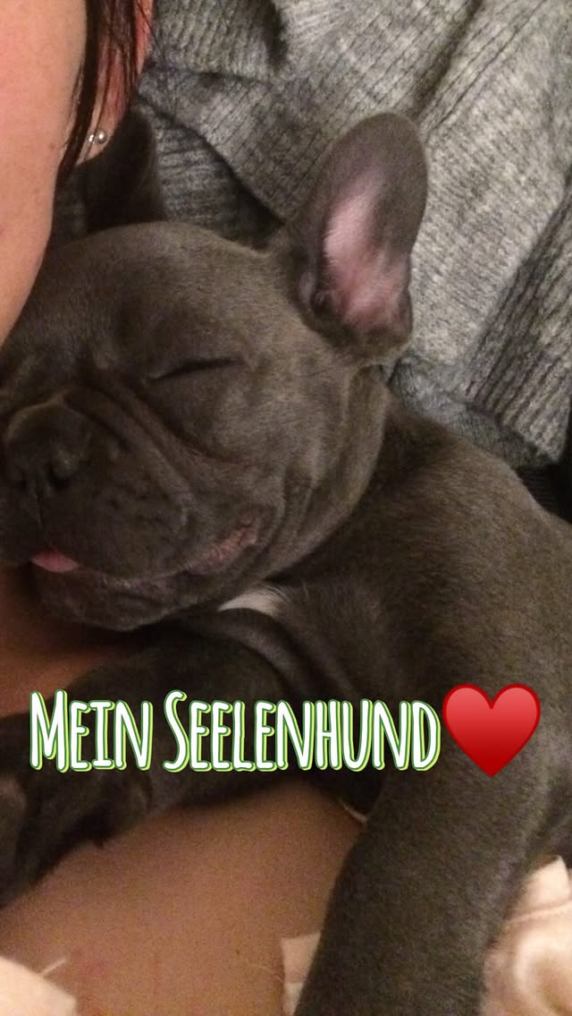 9 Jahre auf und ab♥️9 Jahre voller Action9 Jahre voller Liebe9 Jahre voller AbenteuerSeit 9 Jahren bist du meine beste Freundin, mein Seelenhund, mein 1. Fellkind und ich bin dankbar und froh das ich dich habe und dich hoffentlich noch lange an meiner Seite haben darf🙏Happy Birthday mein Pupsi🐶Deine Hundemama 💗 by @louisematejczyk