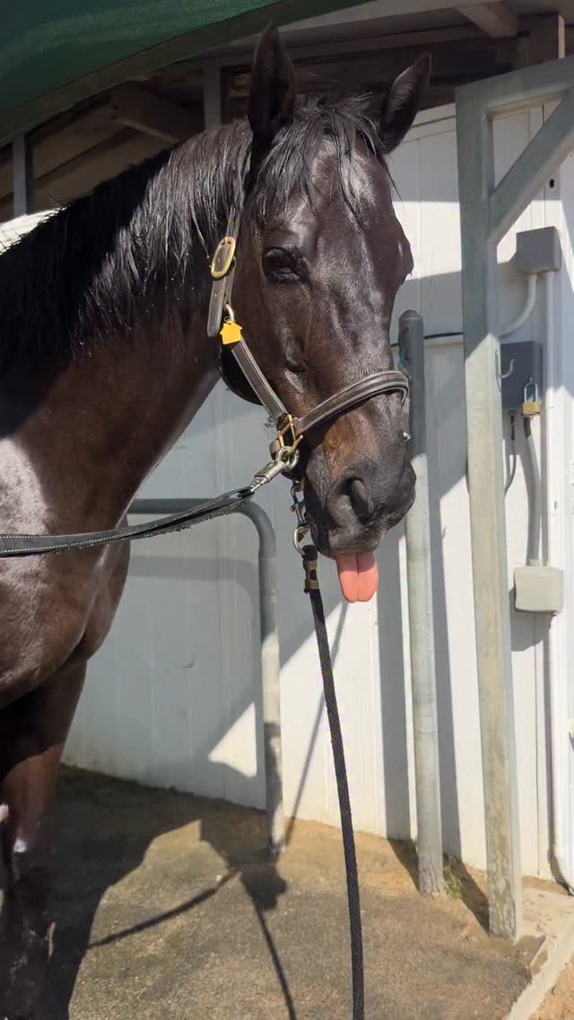 On a hot day Hargill gets to enjoy a bath & a banana! BLISS!!!

#RescueHorse
#RescueRaceHorse
#BananaMan
#HorseLover
