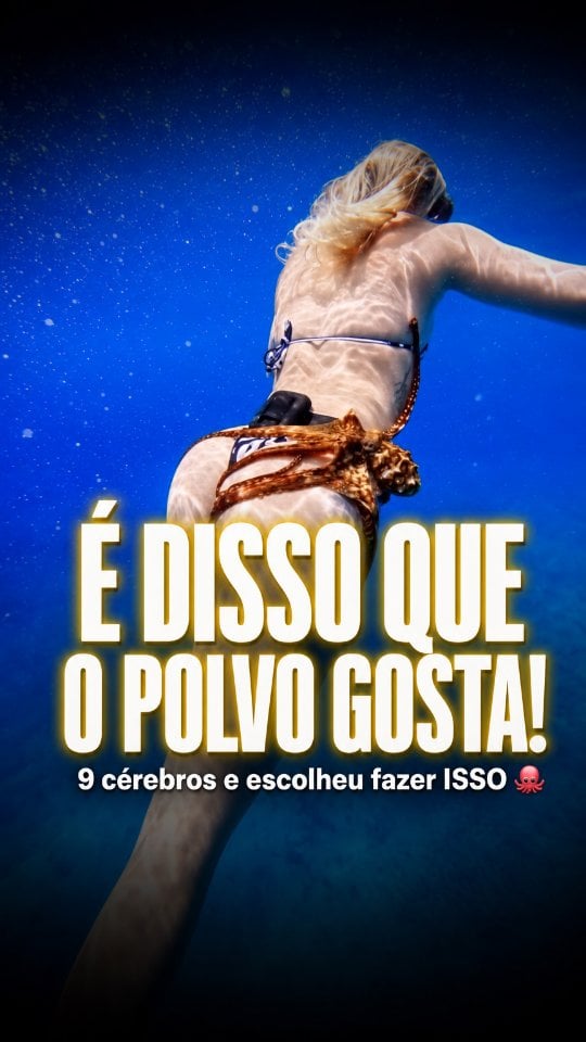 É disso que o polvo gosta! 🐙 Pegar uma carona grátis, sem gastar um pingo de energia, e ainda por cima... sentindo o gosto do caminho! 😂Gente, esse polvo que resolveu se grudar na perna da mergulhadora transcendeu todas as definições de "folgado". Mas por trás dessa cena bizarra, existe uma biologia fascinante!Sabia que os polvos têm 9 cérebros? Um central e um mini cérebro em cada um dos seus oito braços. Isso significa que enquanto ele está ali relaxando, os braços dele estão tomando decisões de forma independente para garantir que ele não caia! 🧠E o mais louco de tudo: as ventosas deles contêm quimiorreceptores. Na prática, isso significa que eles sentem o sabor das coisas através do toque. Ou seja, ele estava literalmente provando a mergulhadora! 😋Marque aquele seu amigo que sempre pede carona e se comporta exatamente como esse polvo! 👇#euceano #polvo #vidamarinha #biologiamarinha #curiosidades by @feliperoque
