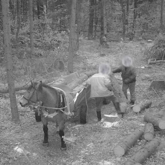 Лошадь, двое парней и фотоловушка: криминальный детектив из Лидского района 🐴 
 
Думали, в лесу никто не видит? Как бы не так! В Бердовском лесничестве фотоловушка сняла настоящую «спецоперацию». Местный житель решил бесплатно заготовить дрова и спилил 11 сухих елей вблизи деревни Крупово. Помощниками выступали товарищ и... конь. 
 
План казался надежным, но лесхоз шутку не оценил. Нарушителя быстро вычислили по кадрам. 
 
Итог этой лесной прогулки: 
 
- Вред природе оценили в 357,80 рублей. 
- Разрешительных документов (ордера или билета) у парней не было. 
- На главного «дровосека» составили административный протокол за незаконную рубку. 
 
Конь, судя по всему, проходит по делу как свидетель. А вот его хозяину теперь придется серьезно раскошелиться. Напоминание всем: лесная охрана видит всё! Следите за законами и берегите природу.

#лида #лидабеларусь #беларусь