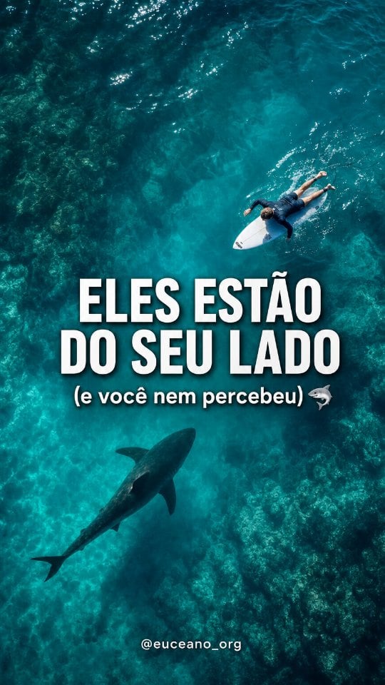 Você sabia que provavelmente já dividiu a água com um tubarão e nem percebeu? 🦈👀Esse vídeo impressionante gravado em Pismo Beach, na Califórnia, mostra um tubarão-branco de quase três metros deslizando calmamente a poucos centímetros de dois surfistas. Parece uma cena de filme de suspense, mas na verdade é apenas o dia a dia do nosso oceano.A ciência nos ajuda a entender que o medo que sentimos muitas vezes é desproporcional à realidade. Um estudo inovador do Shark Lab da Universidade da Califórnia monitorou praias por dois anos usando drones e revelou que tubarões-brancos juvenis estiveram bem próximos de humanos em 97% dos dias monitorados na zona de surfe. E adivinha? Não houve registro de nenhuma mordida durante todo o estudo.Os tubarões não nos enxergam como presas naturais. Na verdade, a maioria dos encontros passa completamente despercebida por nós. Eles estão apenas navegando em seu habitat natural. Nós somos os visitantes.Se você estiver na água e avistar um tubarão, a regra de ouro é manter a calma. Evite movimentos bruscos e batidas frenéticas na água, pois isso imita o comportamento de uma presa ferida. Recolha as pernas sobre a prancha, mantenha o contato visual direto com o animal e afaste-se calmamente em direção à areia.O oceano é um espaço de coexistência. Respeitar e compreender a vida marinha é o primeiro passo para protegê-la. 💙O que você faria se visse uma sombra dessas passando por baixo da sua prancha? Conta aqui nos comentários! 👇 by @feliperoque