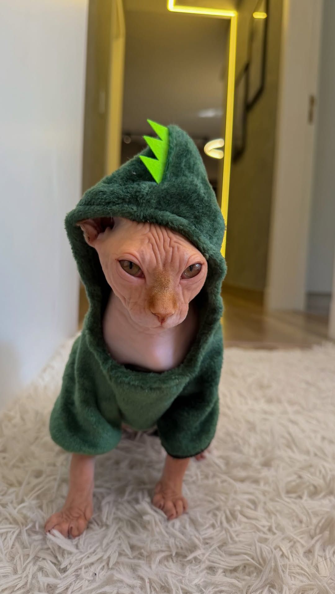 Parte 2 da fantasia da pelelecuda, gostaram?! 🦖😍💚🌟✨🫶🏻❤️‍🔥 

.

.

#sphynx #cat #gato #viral