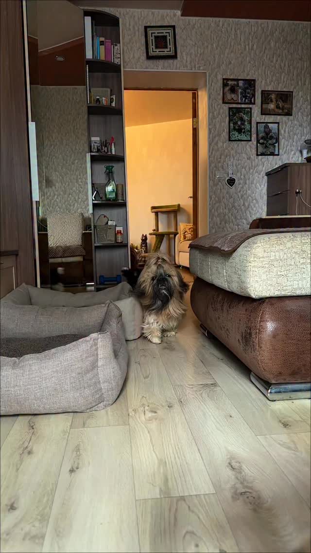 Если Ма у вас ку-ку,
Может заболеть в бокУ 😅
Бегать в доме всех заставит,
И энергии добавит✊
Вот - Макар в семью пришёл,
Ожидания превзошёл😂
И расталкивая нас,
Входит в общий расколбас👍
ДосмотрИте до конца😆
Целкость вам покажет Ма!
Умудрилась 🤭✊ (просто страсть🥵)
Прямо в камеру попасть🤣🙈
******
Семья растёт, и морда шире😂
Живём мы весело в квартире🙈
******
Ваши ДжасоПаты &М