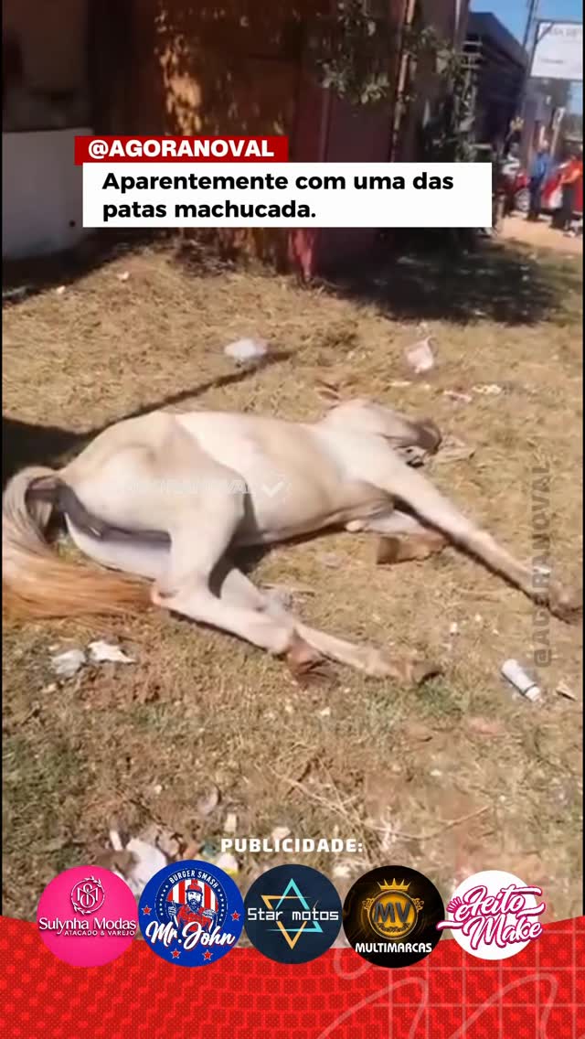 AGORA NO VAL 🚨Égua ferida é vista na 1ª Etapa do Céu Azul e preocupa moradore compartilhe este vídeo para que ele chegue às pessoas que possam ajudar. A colaboração da comunidade pode fazer a diferença para garantir o bem-estar do animal.🙏 Compartilhe para que essa égua receba a ajuda necessária o mais rápido possível. by @agoranoval