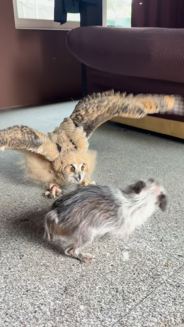 Aunque por su tamaño y aspecto pueda parecer peligroso, en realidad es solo un pollo de aproximadamente mes y medio que todavía no tiene ni fuerza para agarrar con sus patitas. Si fuera un búho potencialmente peligroso, jamás arriesgaría la integridad física de Pinki ni del Abuelo Zarigüeya. Este animal es totalmente inofensivo (de momento).