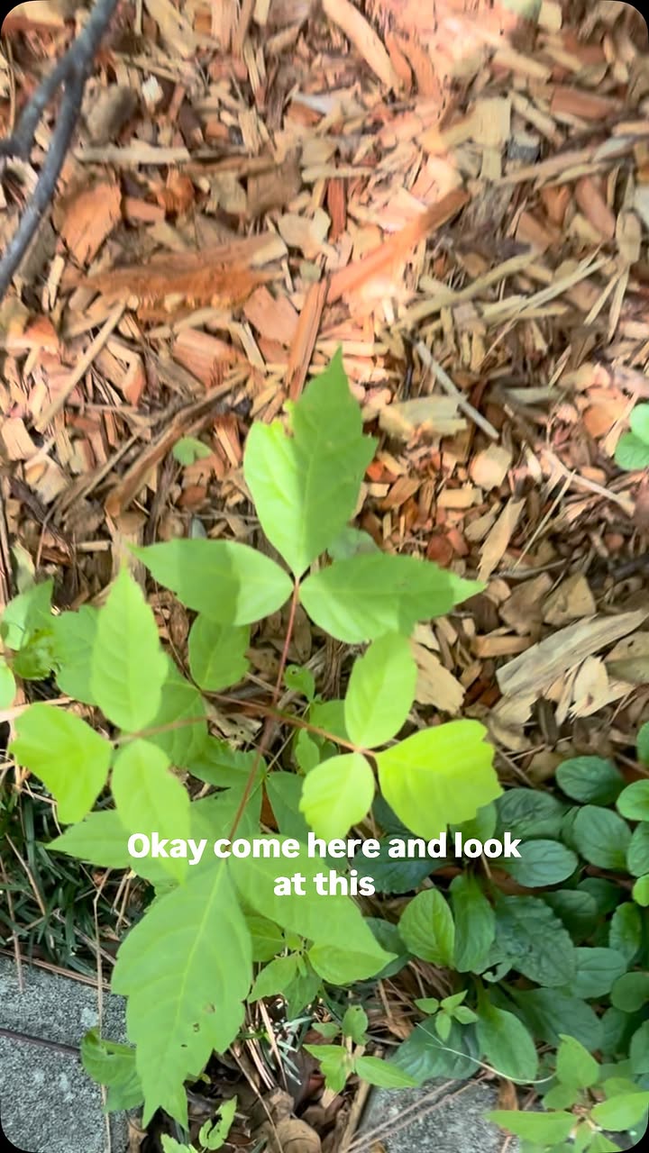 For a crash course on identifying poison ivy from my 5yo look a few videos back on my feed! 🤗