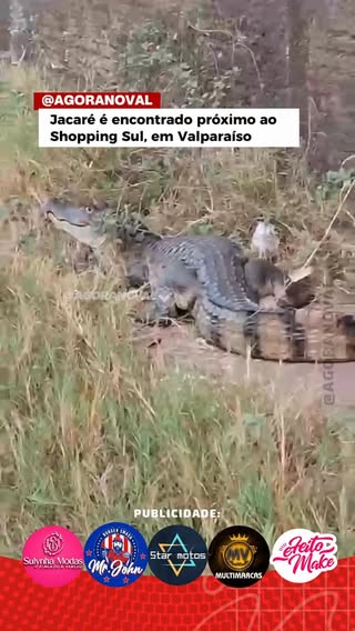 AGORA NO VAL 🚨Um jacaré foi encontrado nas proximidades do Shopping Sul, em Valparaíso de Goiás, e chamou a atenção de moradores e comerciantes da região nesta terça-feira.

O aparecimento do animal em uma área urbana gerou curiosidade e preocupação entre as pessoas que passavam pelo local. A presença de jacarés fora de seu habitat natural pode ocorrer devido à proximidade com córregos, lagoas e áreas de preservação, especialmente durante períodos de mudanças climáticas ou busca por alimento.