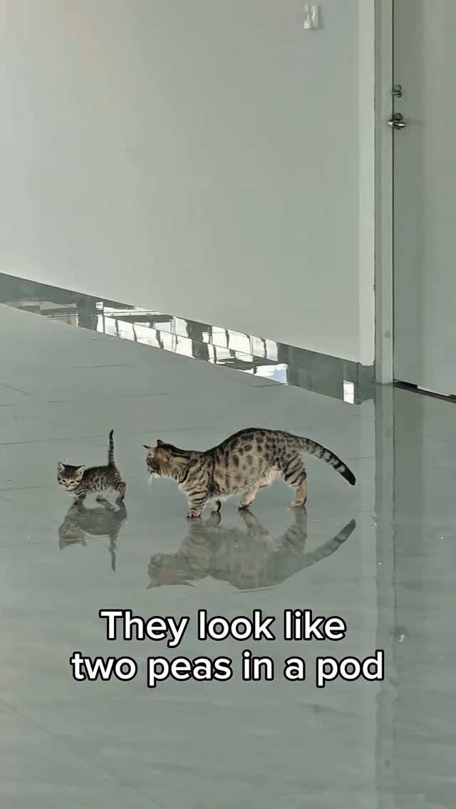 📽 from 281871890 | DYA cat’s nose print is unique like a human fingerprint. The bumps and ridges on a cat’s nose pad form patterns that are completely unique to each individual, even among siblings. Some pet recovery services now use nose prints for identification. Cats have 200 million scent receptors compared to 5 million in humans, making their sense of smell 40 times stronger. They also have a special scent organ on the roof of their mouth called Jacobson’s organ that lets them taste the air. by @catloversclub