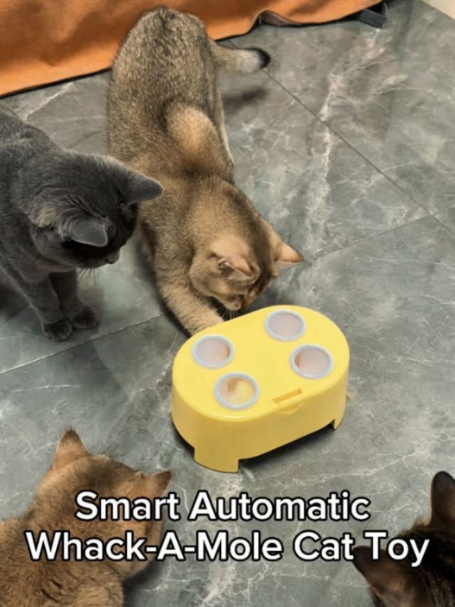 ⛓️‍💥 LINK IN BIO 👉@cutemeowingcat ⛓️‍💥Smart Automatic Whack-A-Mole Cat Toy 😻⛓️‍💥 LINK IN BIO 👉@cutemeowingcat ⛓️‍💥......Cats have a specialized collarbone that lets them always land on their feet. The free-floating clavicle combined with an extremely flexible backbone allows cats to perform a mid-air righting reflex in as little as 0.3 seconds. They twist their front body first, then their back body follows, using their tail as a counterbalance. Kittens develop this ability by 7 weeks old. Surprisingly, cats falling from higher floors often survive better than those falling from lower ones because they have more time to spread their legs like a parachute, reaching a terminal velocity of about 60 mph. by @catloversclub
