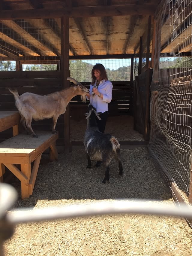 In the shade area taking a break with the goat boys.❤️🐐🐐

#RescueGoatBrothers #BillyBob #Clyde
