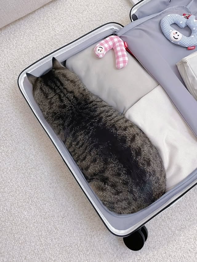 📽 from aycute99 | DYCats spend 30 to 50% of their waking hours grooming. This obsessive cleaning removes parasites, distributes natural oils, regulates body temperature, and reduces stress. Cat saliva contains a natural deodorizer and antibiotic. However, this constant grooming is also why cats develop hairballs. A cat’s tongue has backward-facing barbs called papillae made of keratin, the same material as human fingernails, which act like a built-in comb. by @catloversclub