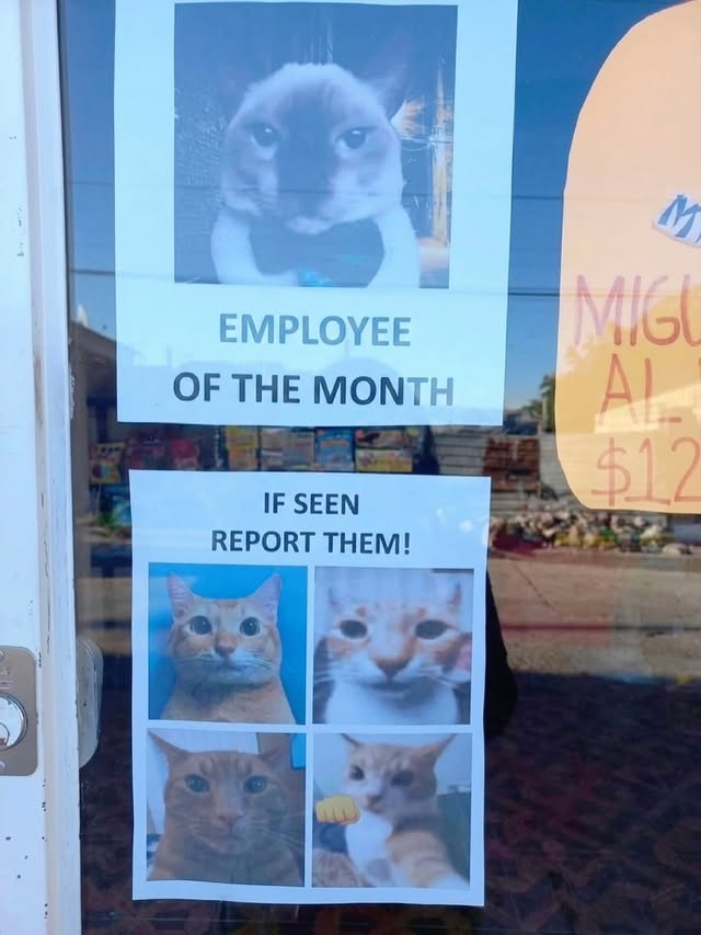 Cats use their tails as an important form of communication, balance, and emotional expression. A raised tail can signal confidence or friendliness, while a puffed-up tail may indicate fear or surprise. Small movements, such as flicking or twitching, can also reveal irritation, focus, or excitement. Because cats are often subtle in the way they communicate, their tails become one of the clearest indicators of mood and intention.Beyond communication, a cat’s tail also plays a major physical role in coordination and movement. It helps with balance while climbing, jumping, and making quick turns, especially when navigating narrow spaces or high surfaces. The graceful movement of a cat’s tail is part of what gives felines their agile and fluid appearance, making it both a practical tool and one of their most recognizable features. by @catloversclub